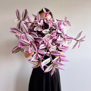 婚礼油画吊兰紫露草锦室内阳台桌面摆放垂吊喜阳观叶绿植盆栽