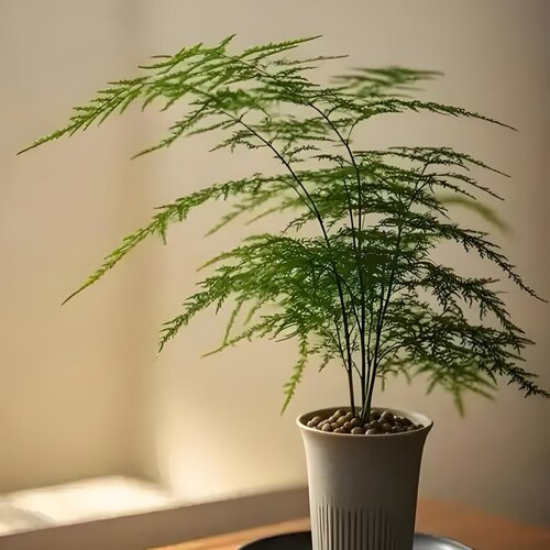 文竹盆栽植物室内办公室禅意绿植花卉好养盆景四季常绿可水培土培