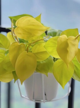 柠檬汁蔓绿绒金黄色心型叶室内垂吊爬藤观叶绿植盆栽