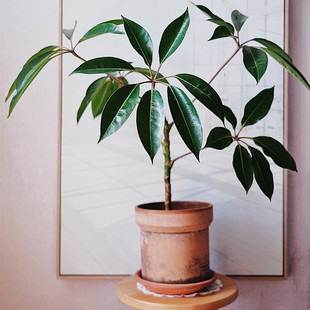 颜植 日本大叶伞保罗室内盆栽简约ins客厅办公室植物四季常青植物