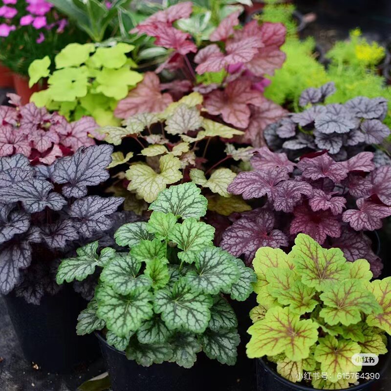 矾根花苗室外植物盆栽大苗耐寒庭桌面绿植