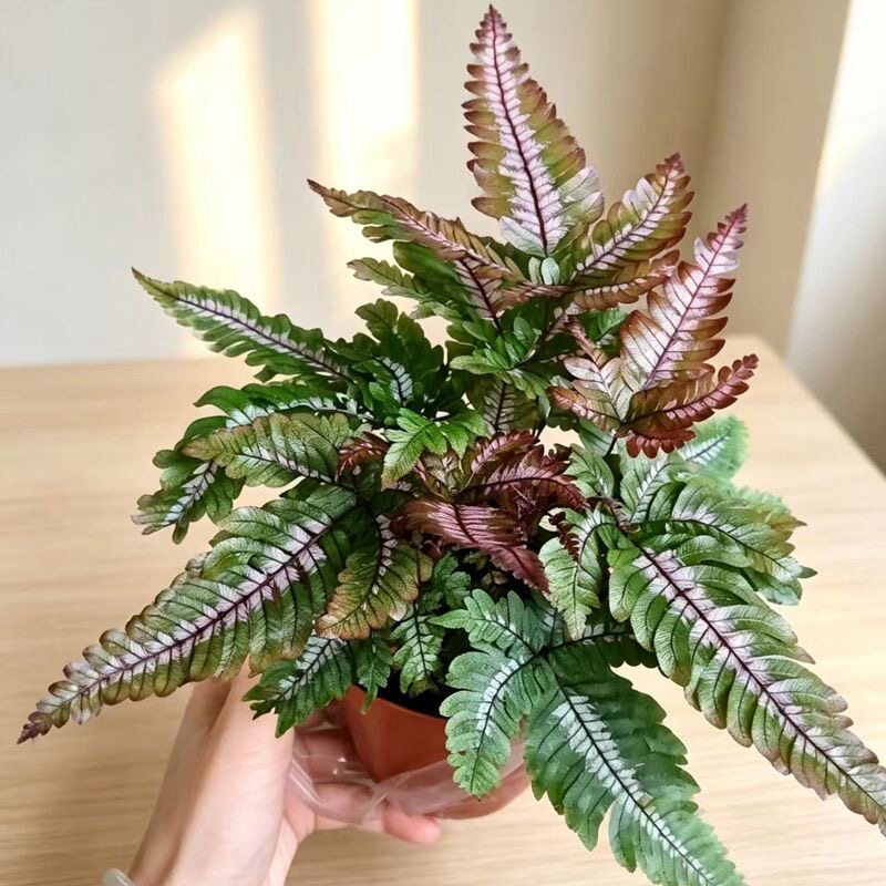 三色凤尾蕨 彩色蕨类室内盆栽绿植热带雨林缸底层植物造景喜阴