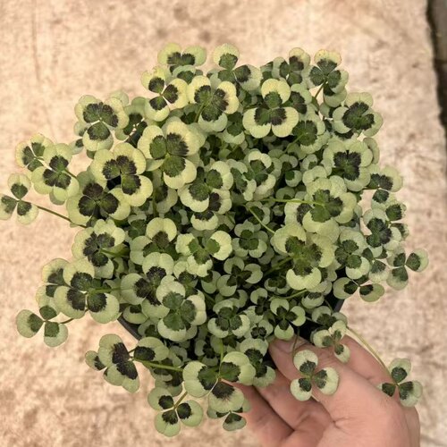 三叶草盆栽 幸运草四季常青植物耐热好养熔岩酢浆草盆栽阳台庭院