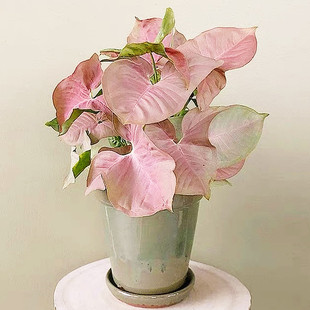 颜植 白锦银脉灰幽灵牛奶红粉佳人金童子三王粉锦黄锦圣诞合果芋