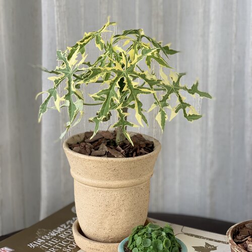 岚枫锦树菠菜锦老桩奇特植物室内阳台观叶锦化盆栽好养四季长青