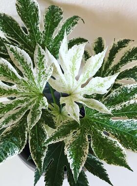 花叶八角金盘ins北欧风美观盆栽