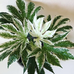花叶锦叶八角金盘锦 进口室内ins网红盆栽北欧风绿植美观包邮