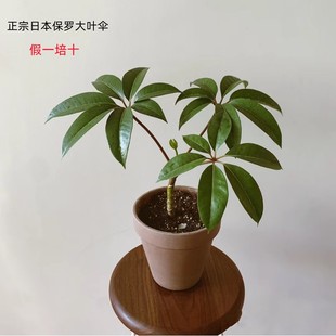 日本正宗保罗大叶伞室内盆栽绿植物净化空气北欧风好养耐阴热包邮