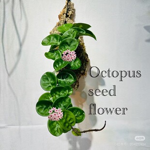 圆叶克林顿球兰多年生观叶球兰开花玄关柜子垂吊懒人好养植物盆栽