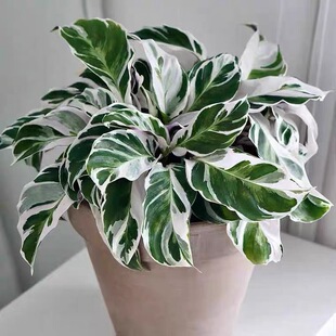 颜植 白油画竹芋荷兰进口北欧风ins网红观叶植物室内阳台好养盆栽