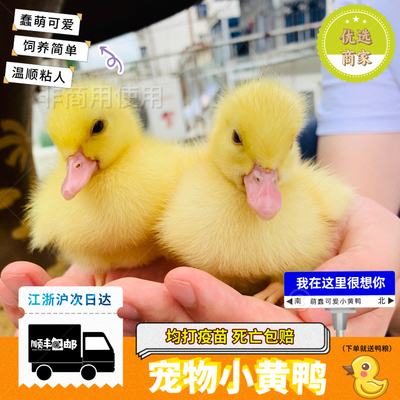 网红宠物小黄鸭苗宠物鸭子活的小黄鸭活体可达鸭宠物活物小型好养