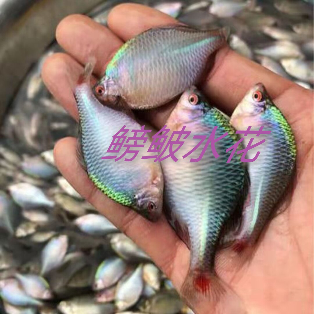 鳑鲏水花鱼苗鱼除藻冷水鱼七彩石旁皮活体原生群游鱼好养鱼