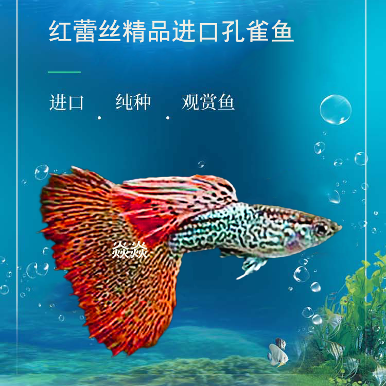 孔雀鱼精品稀有红蕾丝小型观赏鱼