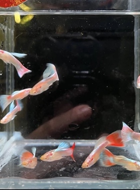 火烧云孔雀鱼6条全公3cm左右