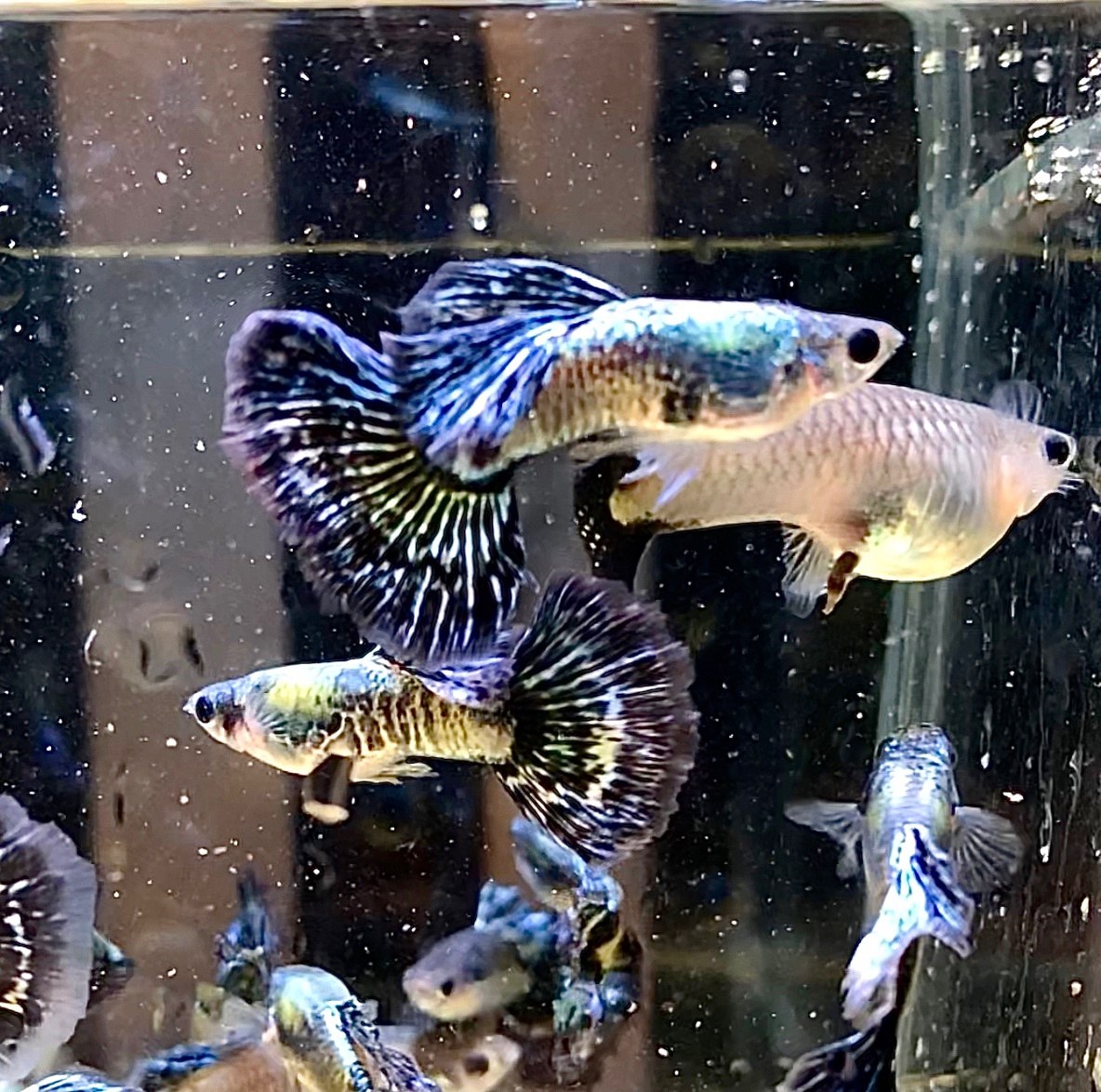 孔雀鱼稀有精品泰国蓝龙马赛克淡水鱼凤尾鱼小型热带观赏纯种热销