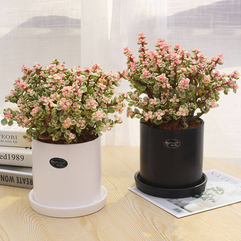 长沙金枝玉叶多肉盆栽室内开花办公室桌面小植物雅乐之舞盆景同城