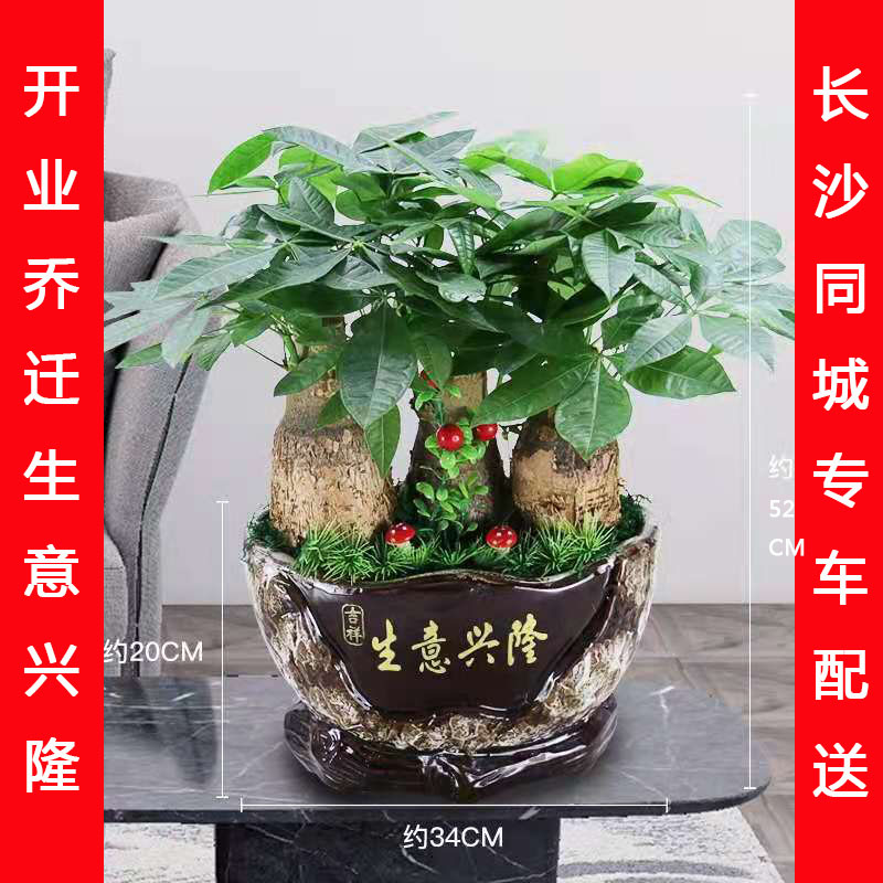 长沙开业乔迁送礼绿植同城小盆景