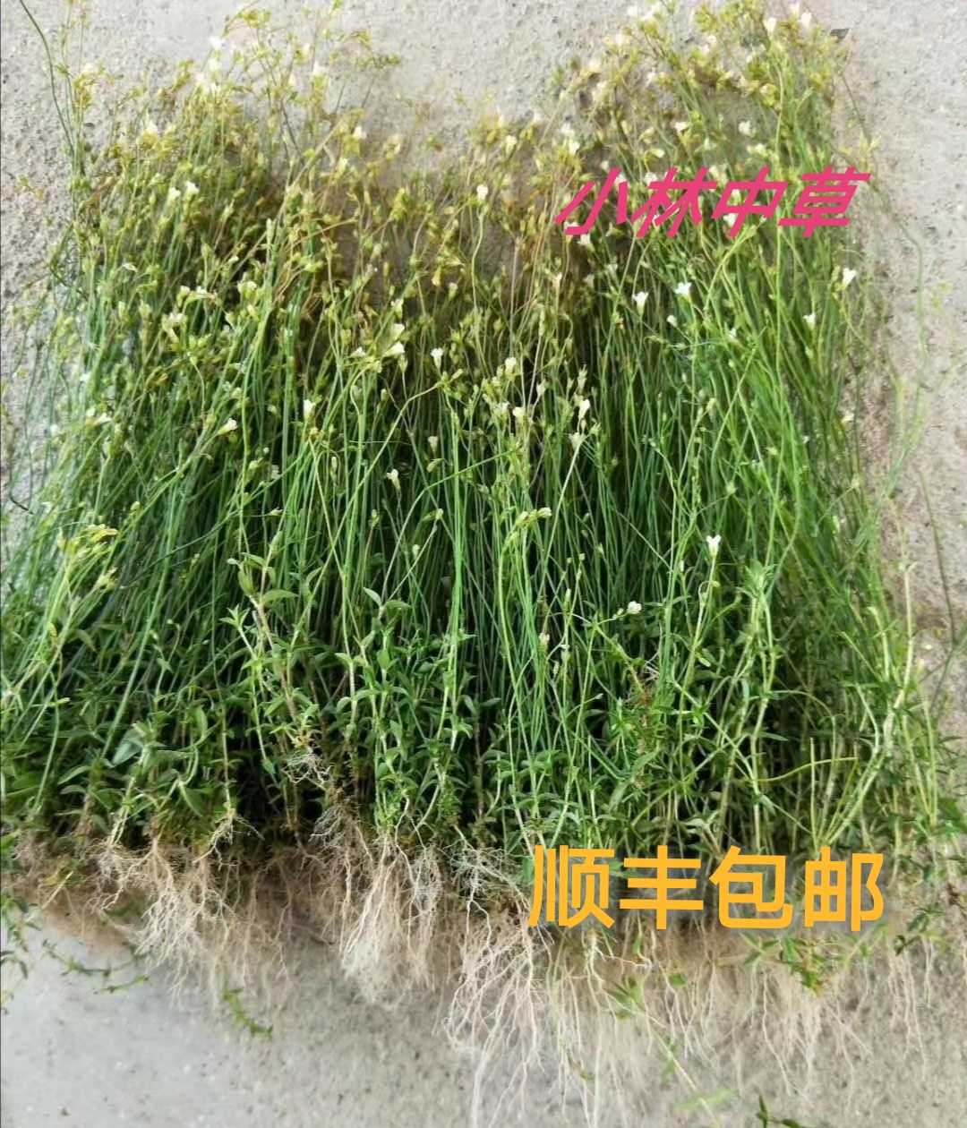 潮汕青草药优质 新鲜采摘 四叶莲 四合莲 四合梅 天良草500克