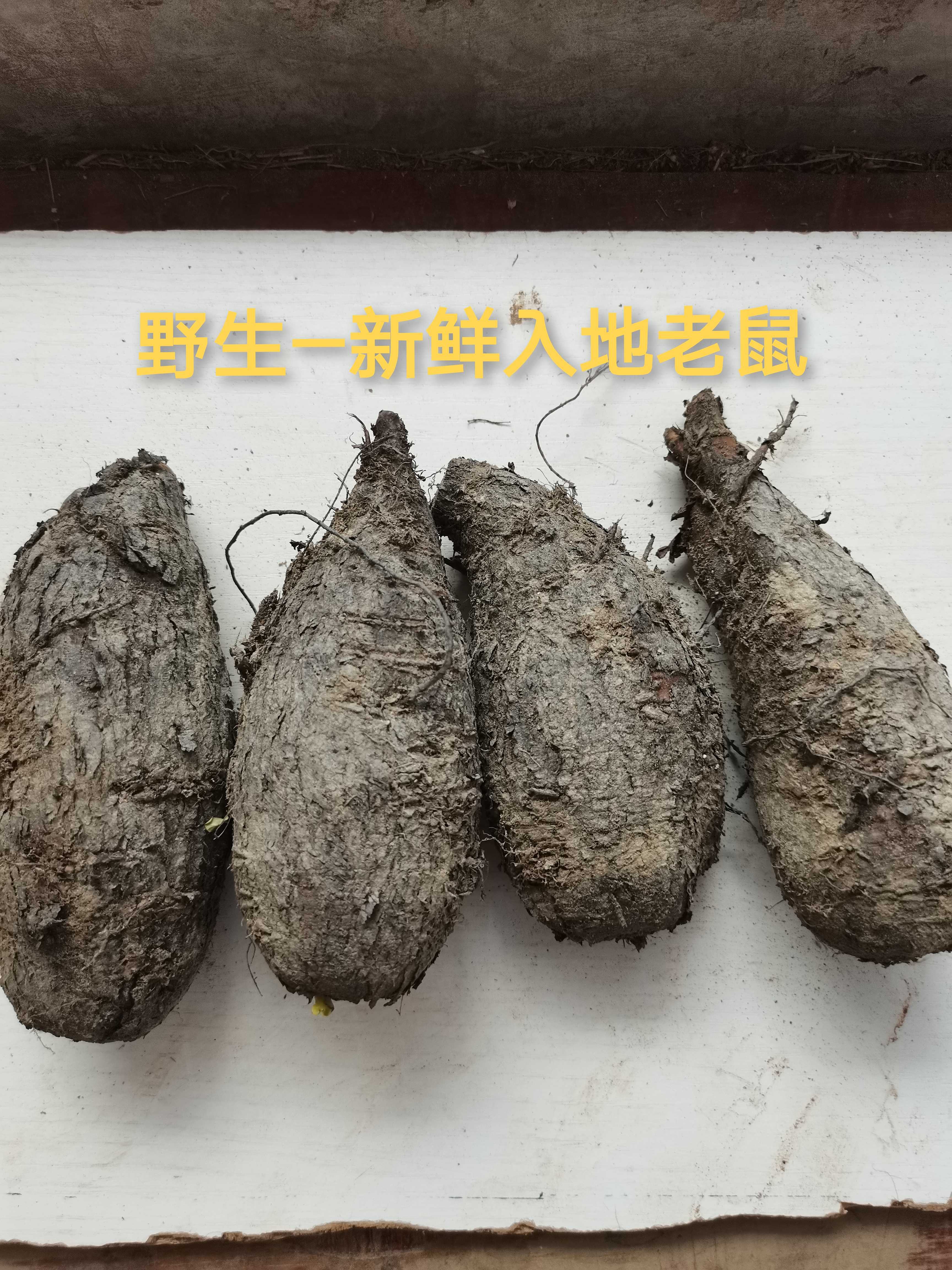 野生入地老鼠500g包邮 新鲜钻地老鼠农家现挖白古首花头紫茉莉根