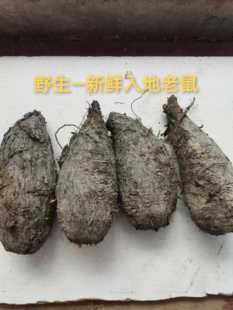 野生入地老鼠500g包邮 新鲜现挖钻地老鼠农家白古首花头紫茉莉根