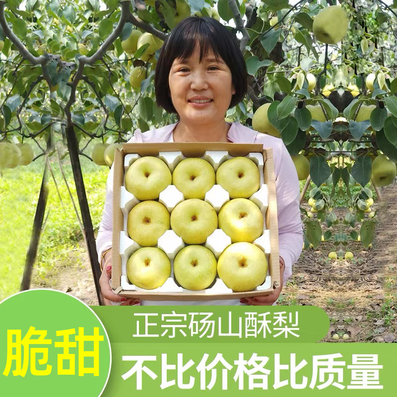 四姐家砀山梨!百年老树自家果园