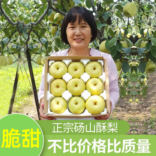 四姐家砀山梨！百年老树自家果园