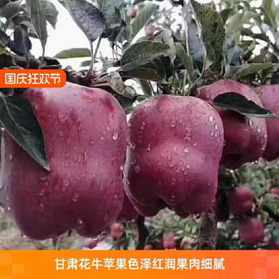 甘肃天水花牛苹果多汁新鲜糖心甜清脆香甜优质精选