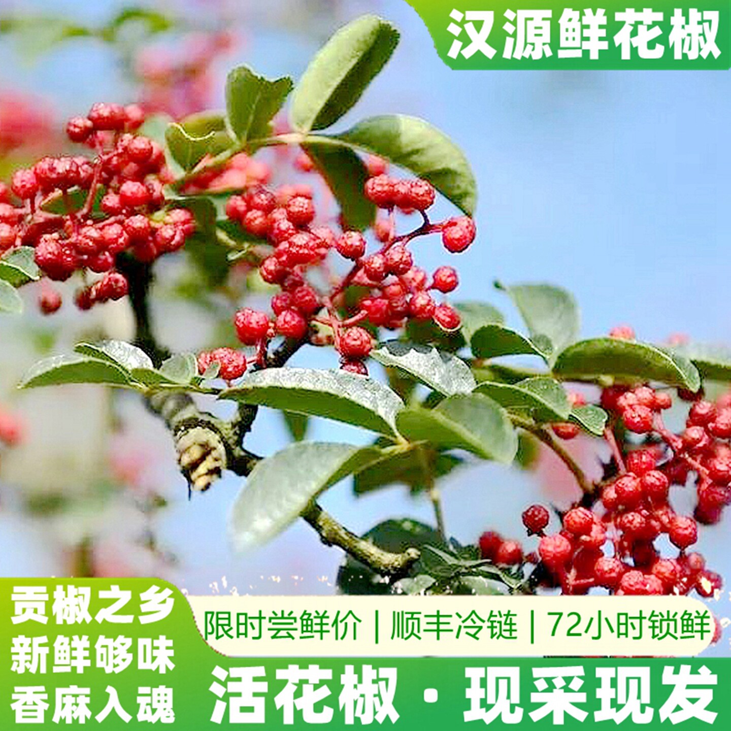 2026年头茬新鲜汉源红花椒现摘