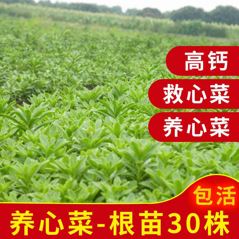 南宫养心菜苗特色蔬菜种籽阳台专用盆栽救心菜根苗子高钙植物四季