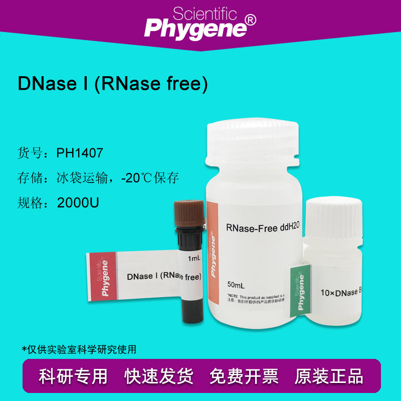 脱氧核糖核酸酶I DNase I-RNase free 2000U PH1407 PHYGENE