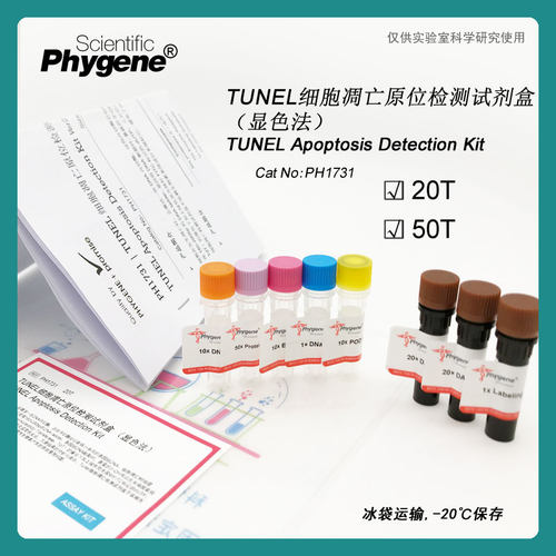 TUNEL细胞凋亡原位检测试剂盒-显色法 细胞检测 PH1731 PHYGENE