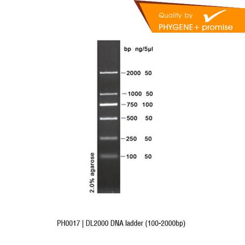 PH0017 DL2000 DNA Ladder 100-2000bp 100T Phygene