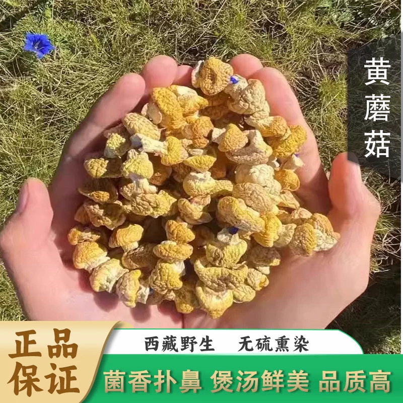 2025新货西藏特产那曲小黄蘑菇野生新鲜黄菇菌皇菇又名石渠白菇