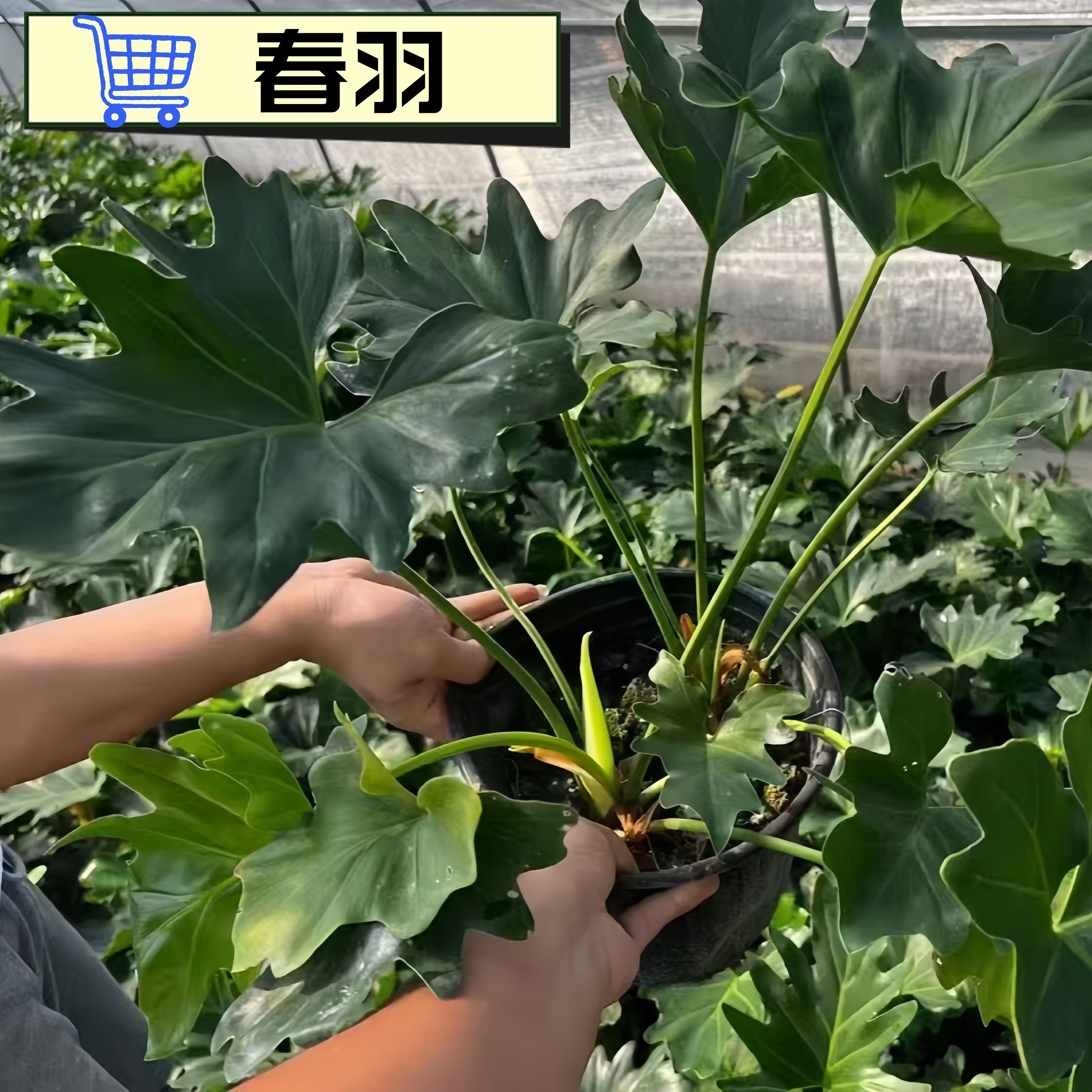 春羽耐寒观叶植物趣味办公桌