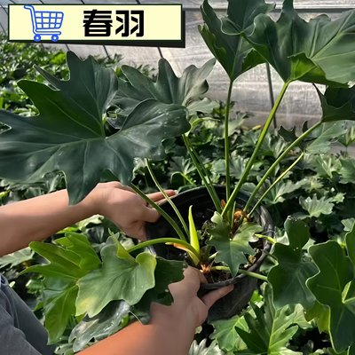 春羽耐寒观叶植物趣味办公桌