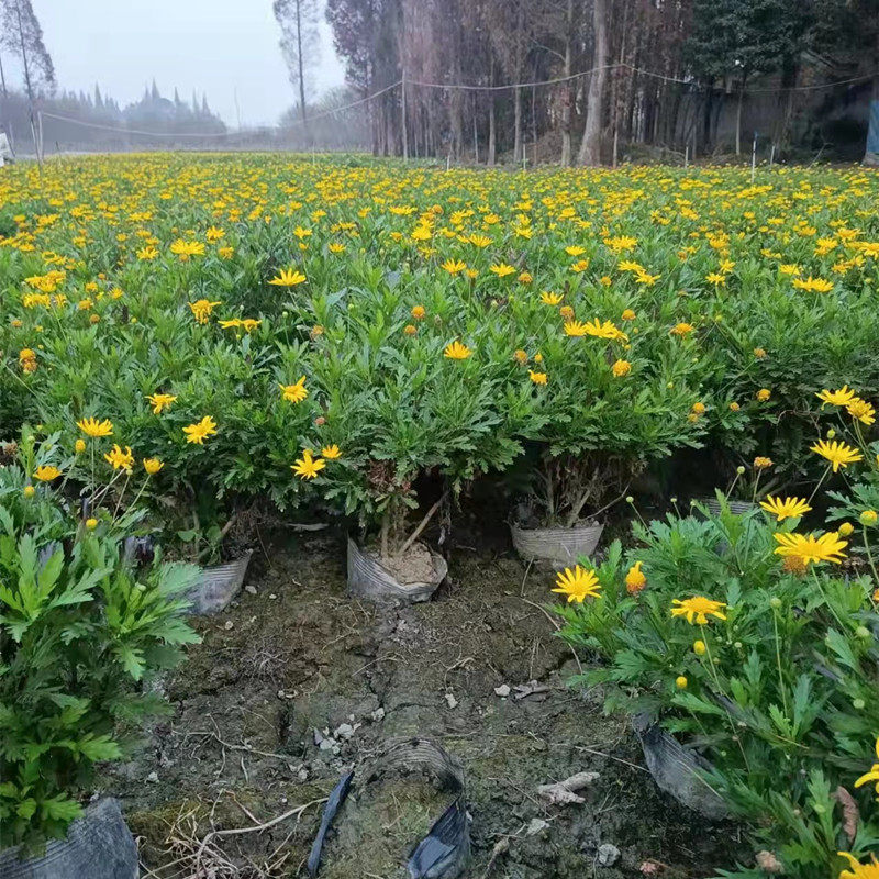 木春菊菊花庭院盆栽多年生花卉花园工程苗花镜植物别墅花园造景