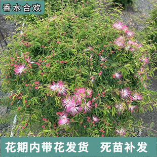 香水合欢细叶银叶金合欢苗粉花庭园盆栽造景植物花卉绿化行道树苗