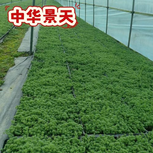 中华景天薄雪万年草地被植物