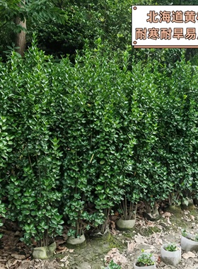 北海道黄杨庭院绿篱树苗耐寒耐旱四季常青篱笆丛生易活好养护绿化