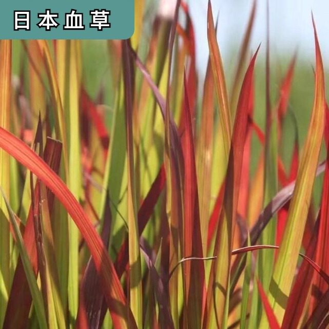 日本血草多年生耐寒热耐水涝血茅草盆栽庭院别墅湿地公园造景绿植