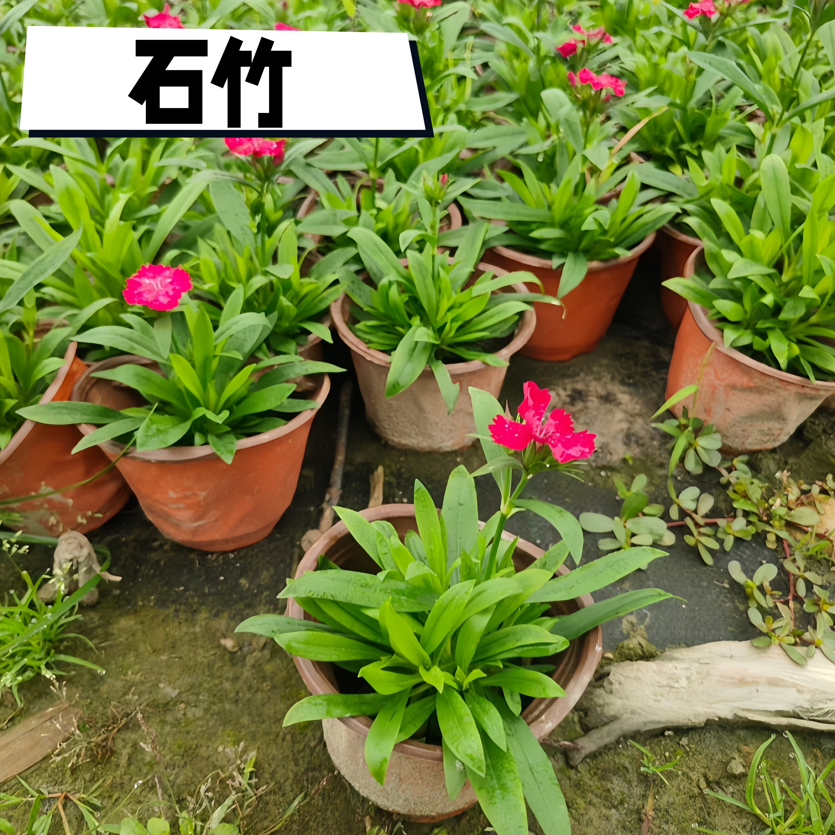 花边石竹四季花坛高杆石柱庭院花园多年生耐寒绿化室外草坪花期长
