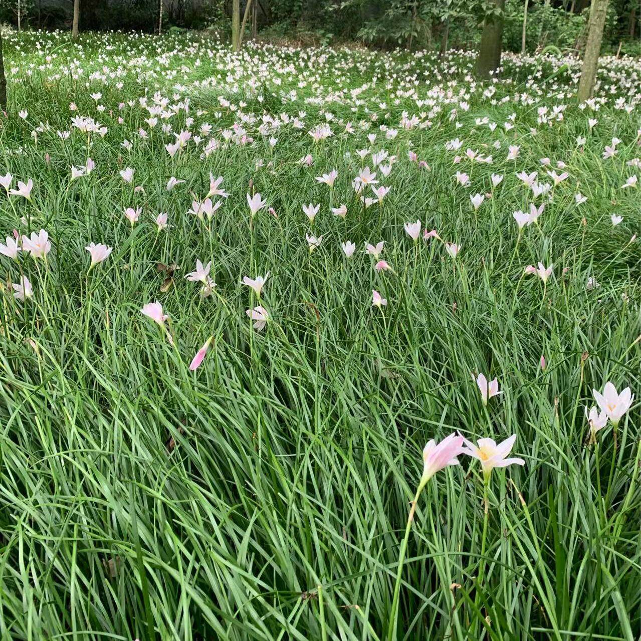葱兰地苗地栽花苗多年生常绿草本植物红花白花绿化好养耐晒庭院