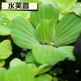 浮萍水草植物鱼缸造景水培植物和鱼共养冒泡易养活水芙蓉水葫芦