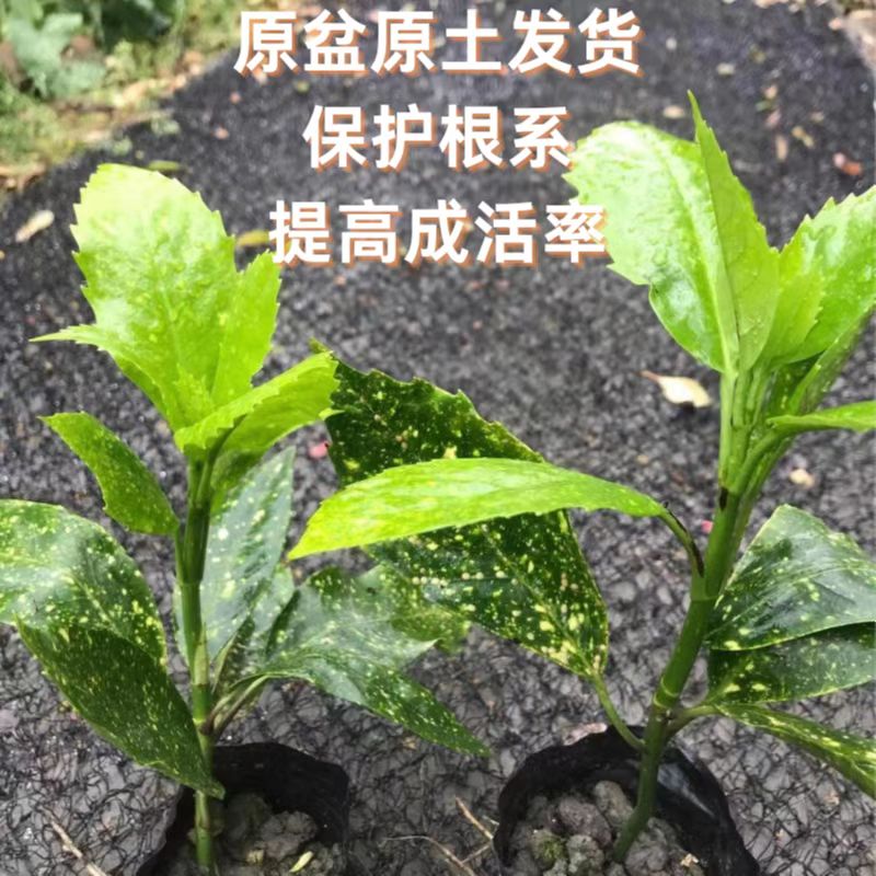 洒金珊瑚盆栽桃叶珊瑚苗耐易繁殖图片