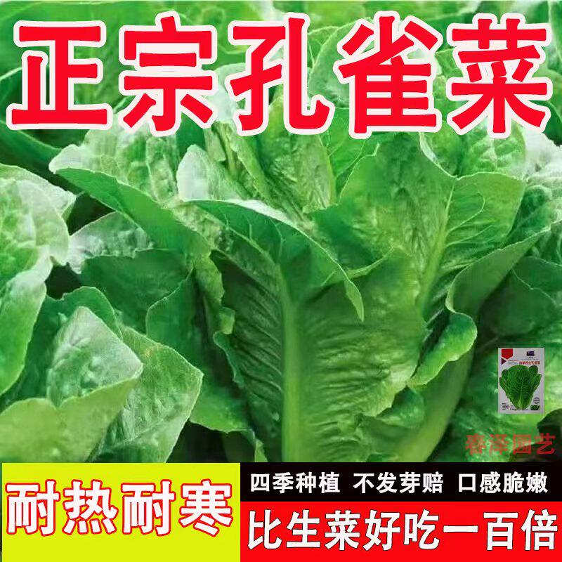 孔雀菜种子四季播种可生吃直立生菜阳台种籽盆栽沙拉生菜蔬菜种子