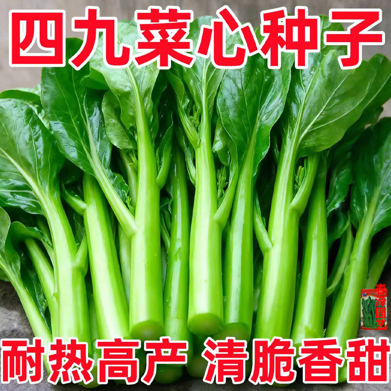 四季播耐湿抗热甜菜心种子