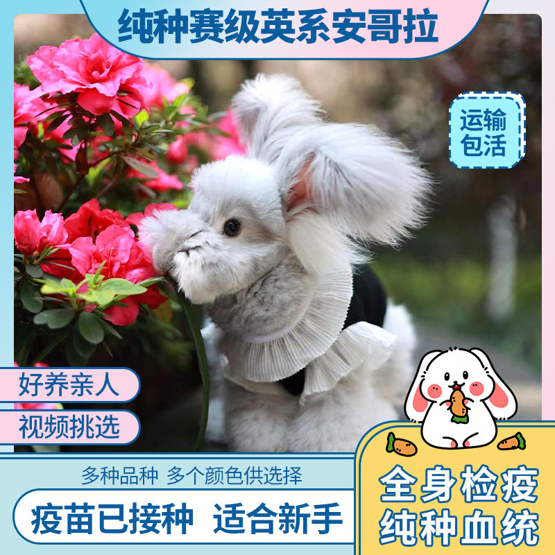 纯种赛级进口双血统英系彩色安哥拉巨兔宠物活物小体长毛幼兔垂耳