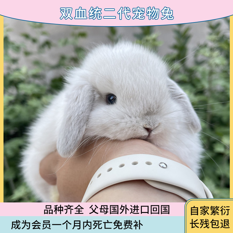 荷兰赛级双血统宠物垂耳兔长不大型小白兔子活物茶杯侏儒兔猫猫兔