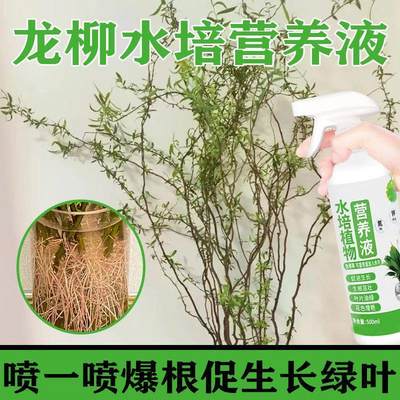 适合各种花的营养液龙柳水培植物营养液龙柳鲜枝水培龙柳叶面喷施