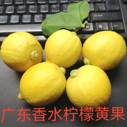 广东香水柠檬无籽黄柠檬新鲜皮厚汁少适合加冰手打柠檬茶奶茶店用